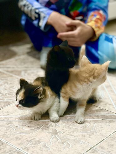 сиамский кот цена: Отдам котят в хорошие руки Веселые, чистые, ухоженные, к лотку