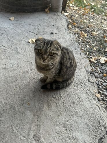 сколько стоит вислоухий котенок: Котята - Породы/тип: домашние короткошёрстные (один котёнок с