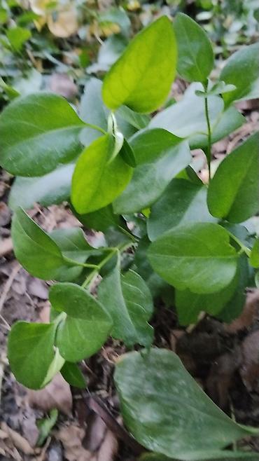 Папоротники: Оноклея (Onoclea sensibilis) — декоративный папоротник для сада и — 4