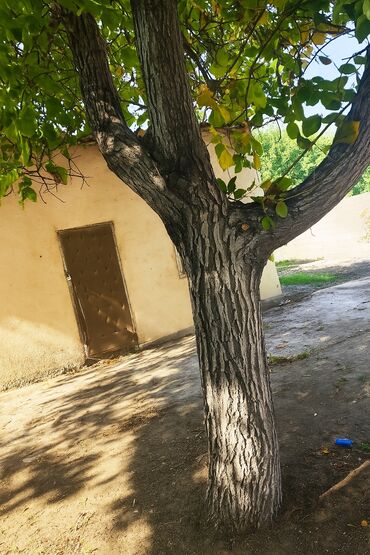 долларовая дерево: Продаётся ствол ореха,дерево хорошего качества, можно для мебели, для