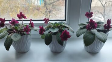 клематис бал цветов купить: Фиалки бархатные по 150с