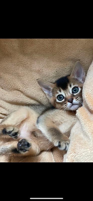 Мышыктар сатылат: 🐾 Абиссинские котята — очаровательные малыши в поисках любящих хозяев! — 5