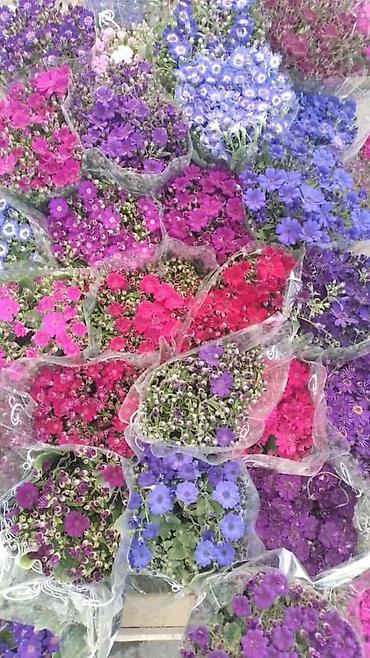 Otaq bitkiləri: 🌹Senaria gülü topdan ve perakende satışı. 💳SAY çox olsa endirim — 12