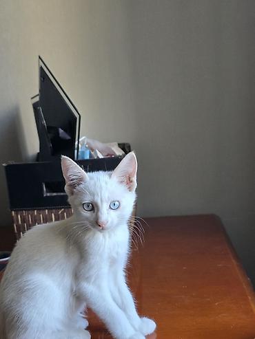 ищу котят: Отдаю котят, только ответсвенным хозяевам — 3