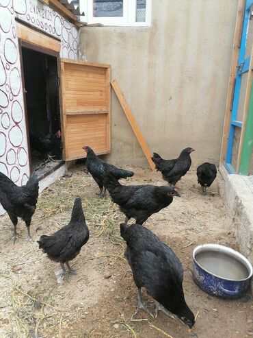 toyuq yemi: Toyuq, Damazlıq