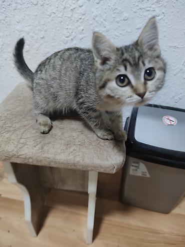 кошка белая: Котенок в хорошие руки отдаю потому что водворе собака Пит и он ее — 3