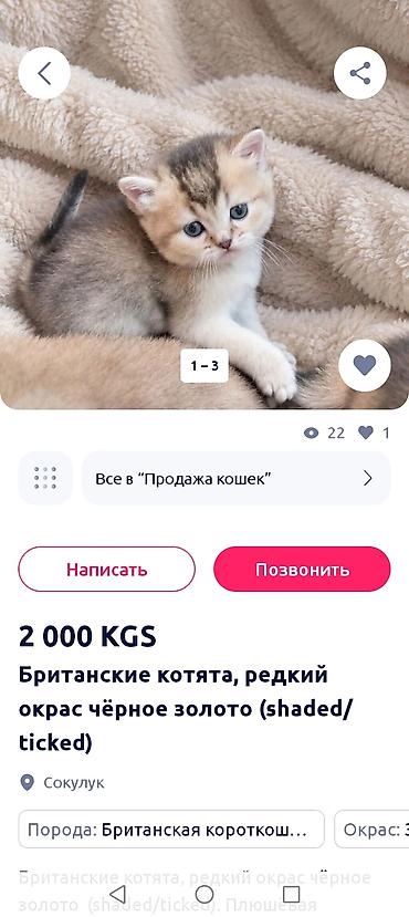 кошка потеряна найдена в бишкеке: ОСТОРОЖНО МОШЕННИКИ!!! УКРАЛИ МОИ ФОТО, ИЗМЕНИЛИ ФОН И ВЫЛОЖИЛИ — 2