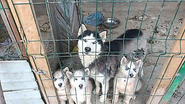 Продажа собак: Продается щенки хаски !!!! — 5