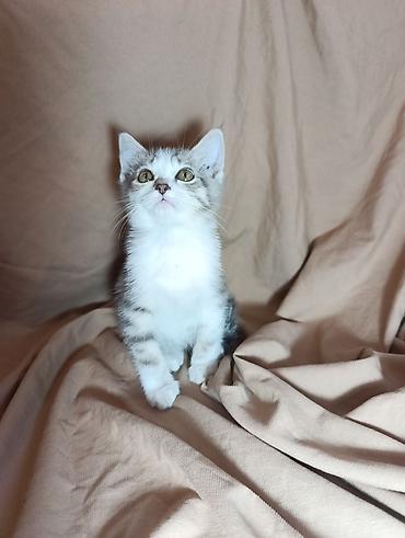 Мышыктар: Котята-домашние любимцы. Отдим в хорошие руки. Приучины к лотку — 4