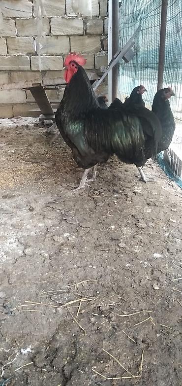 yumurtlayan toyuqlar satilir: Toyuq, Australorp, Damazlıq, Ünvandan götürmə, Ödənişli çatdırılma — 2