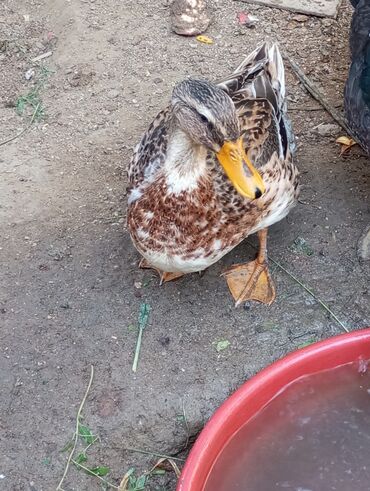 lal ordek balasi: Salam səsli ördək 🦆 satılır 1-i 15 manat 3 ədəd di