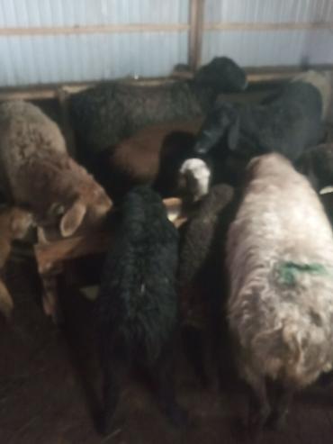 Баран, овца: Продаю | Ягненок, Баран (самец) | Для разведения | Матка — 7