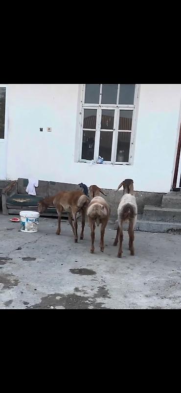 heyvan yemlərinin satışı: Qoyun – 3 baş, quyruqlu (yağlı quyruq) cins - Say: 3 baş gənc qoyun - — 4