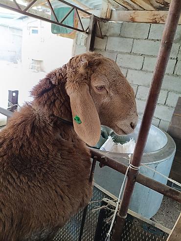 Баран, овца: Продаю | Баран (самец) | Для разведения | Осеменитель — 6