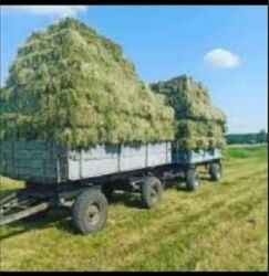 дом на ноч: 800000000 соток, Айыл чарба үчүн, Сатып алуу-сатуу келишими