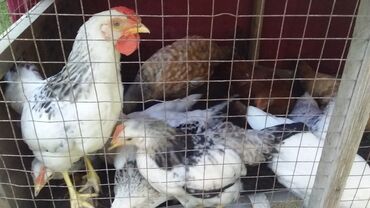 austrolop cücəsi: Куриные цыплята, Для разведения, Самовывоз