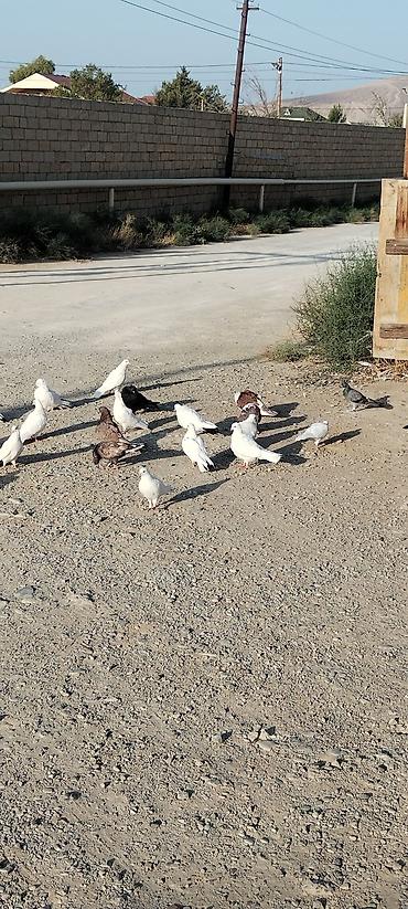 Quslar tergizmedi coxu tutulmadi 50 ye yaxindi quslar qaradagda lalafo.az -da Quslar tergizmedi coxu tutulmadi 50 ye yaxindi quslar qaradagda