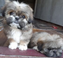 İtlər: Pekines, 1 ay, Dişi, Ödənişli çatdırılma — 4