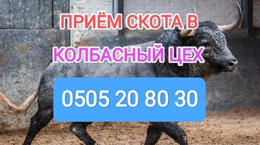 коровы ленинское: Сатып алам | Уйлар, букалар, Жылкылар, аттар, Башка а/ч жаныбарлары | Күнү-түнү, Бардык шартта, Союлган