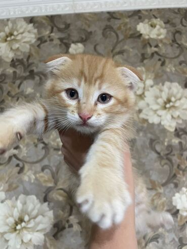 котёнок в добрые руки: 2 месяца, Мальчик, Метис