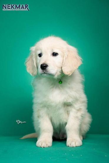 Psi: Dostupni za rezervaciju štenci Zlatnog retrivera, vakcinisani, redovno — 4