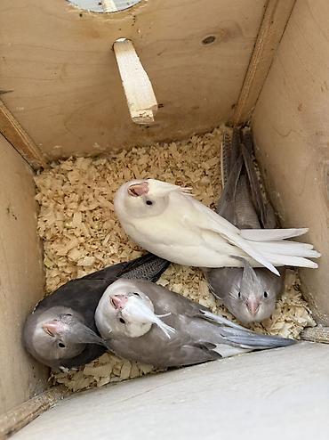 корелла: Ağüz (Whiteface) Korella tutuquşusu balaları. Tutuquşular ələ — 3