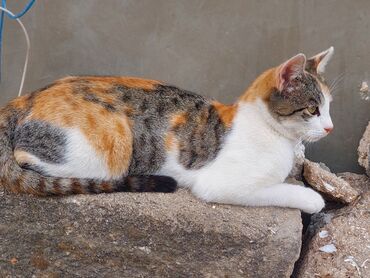 Pişiklər: Yaxşı əllərə -da lalafo.az — 4 Pişiklər: Yaxşı əllərə — 4