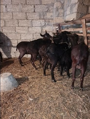 heyvan bazarları: Murçiano keçi sürüsü. Qiymetlər 250 den başlayır — 3