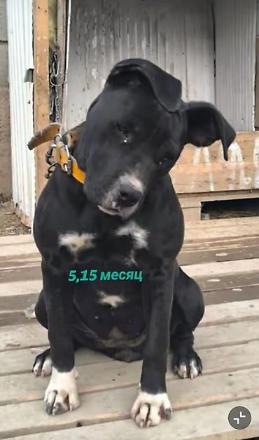Продажа собак: Питбуль, 7 месяцев, Самка, С прививкой — 10