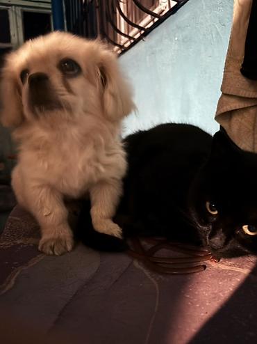 xasgi it: Pekines, 4 ay, Erkək — 2