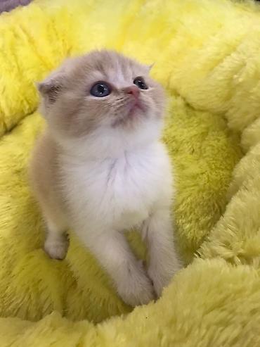 Pişiklər: Britan qıvrıqqulaq (Scottish Fold) balası - Cins: Scottish Fold — 4