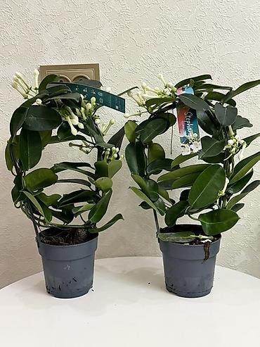 цветочки: Стeфанотис (Stephanotis floribunda) в декоративной опоре-кольце — 2