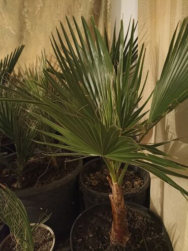 искусственный пальма: Пальма Вашингтон