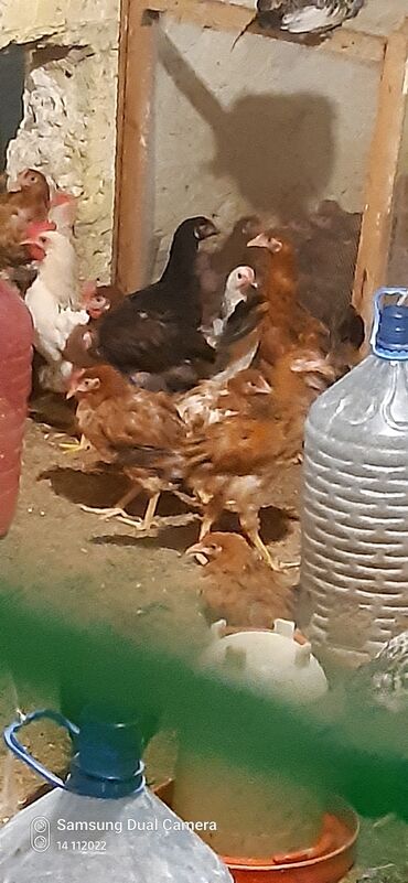 Cücələr: Toyuq cücələri, Damazlıq — 2