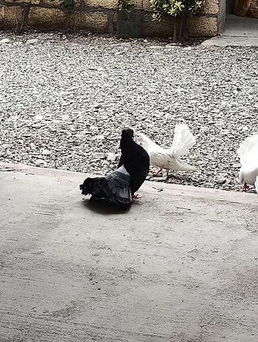 goyerçinler: Pavlinlər satlir ünvan quba boynu əsən sortdu ballali anli di — 2