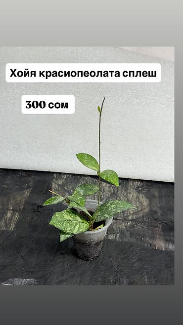 Хойи: Хойя Сильвер доллар от 200 сом Хойя доллар сплеш клон 2 -взрослое — 39