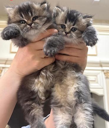 Pişiklər: Qızıl şinşilla — 1