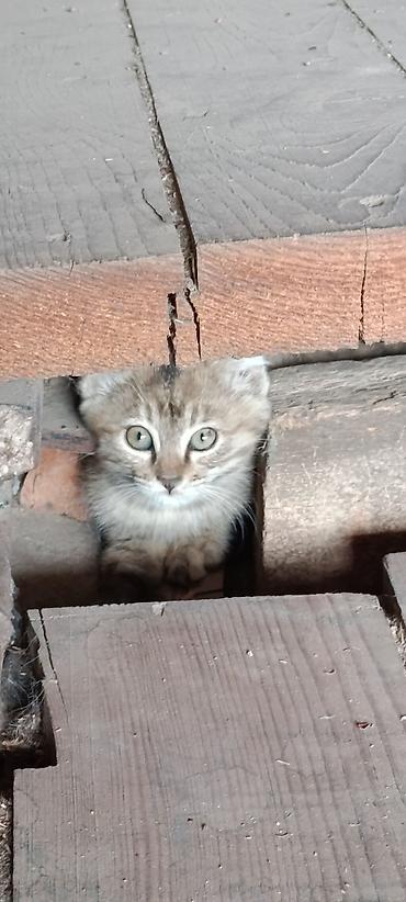 корм для котят: Кошка даром: Беспородная, 1 месяц, Мальчик, Приучена к лотку — 4