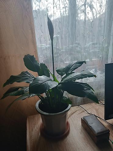 покрывалы: Спатифиллум (Spathiphyllum) в горшке - Домашнее тропическое растение — 4