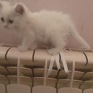 pişik daşıma: Ağ tüklü bala pişik - Rəng: tam ağ - Qısa/orta uzunluqda yumşaq yun — 1