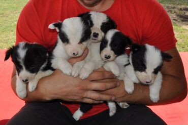 Psi: Štenci Border Collie oštenjeni 01. juna očišćeni od parazita više — 20