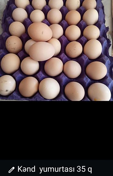 Kənd yumurtası – 35 qəpik - Təbii qidalanan kənd toyuqlarından - Təzə