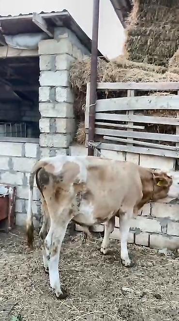 tap.az danalar: Dana, buzov, Erkək, ay: 12, Ətlik — 2