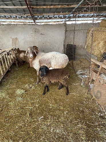 Баран, овца: Продаю | Баран (самец) | Арашан | Для разведения | Осеменитель — 6