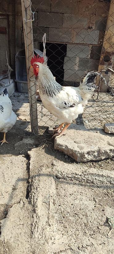 Куры, петухи: Продаю | Куры | Несушки — 5