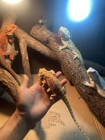 Үй жаныбарлары үчүн товарлар: Бородатые агамы (Pogona vitticeps) — яркие морфы Описание: - Домашние — 4