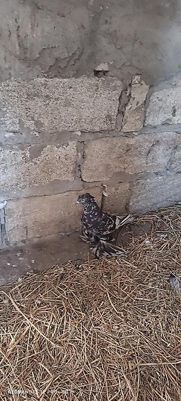 göyərcin: Satılır dekorativ göyərçin. Şəkildə görünən quş ayaqları lələkli — 1