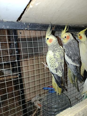 Quşlar: Salam yanaxsizdar 180 Bozdar ya axlilar 70 manat Ikiside hazir — 3