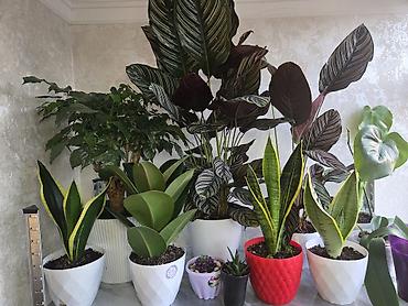 Антуриумы: Антуриум Андре (Anthurium andreanum) в декоративном кашпо. - — 28