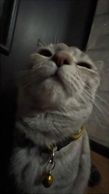 Находка и пропажа кошек: Пропала : Беспородная, Девочка — 11